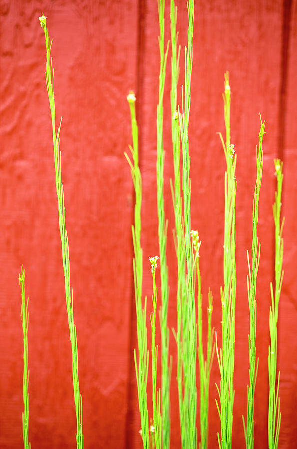 Red Barn Green Flowers Photograph by Tom Singleton