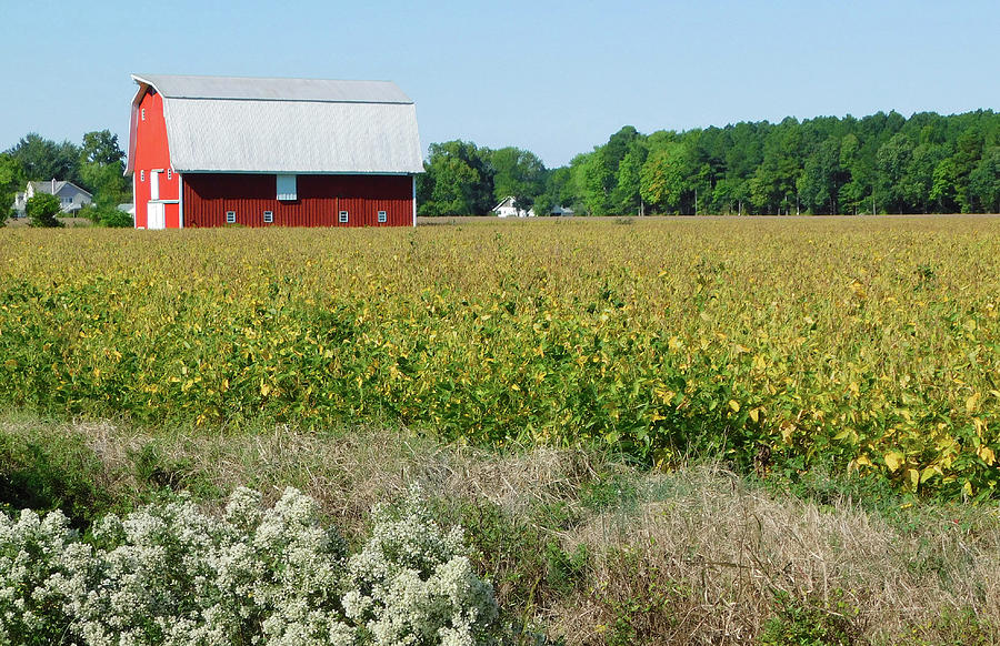 Red Barn In Pasture Photograph