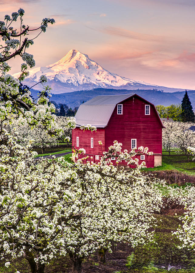 Red Barn In The Orchard Photograph