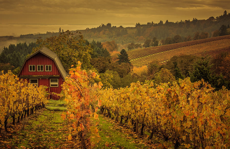 Red Barn in the Vines Photograph by Don Schwartz