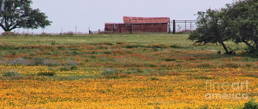Red Barn in Wildflowers Photograph by Toma Caul