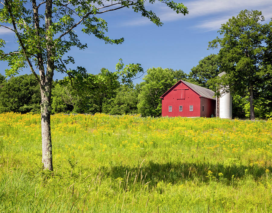 Tree Photograph - Red Barn in Yellow Goldenrod Field by Betty Denise