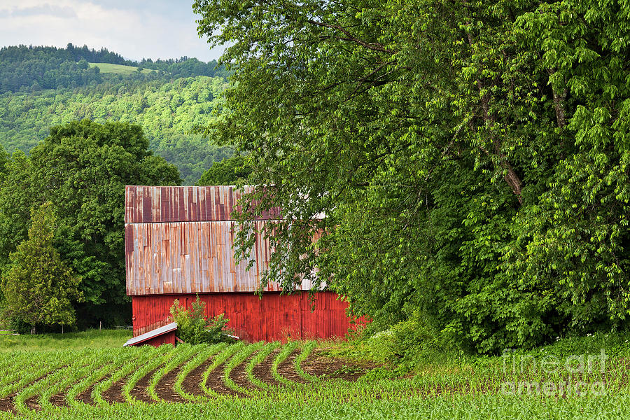 Red Barn Summer Scenic Photograph by Alan L Graham
