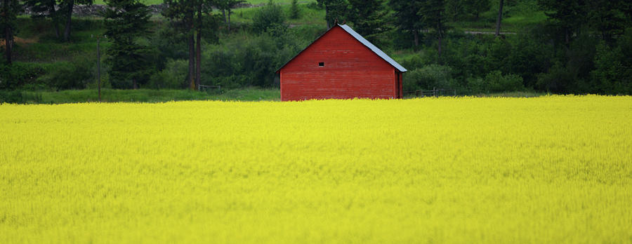 Red Barn Yellow Canola Photograph by Whispering Peaks Photography