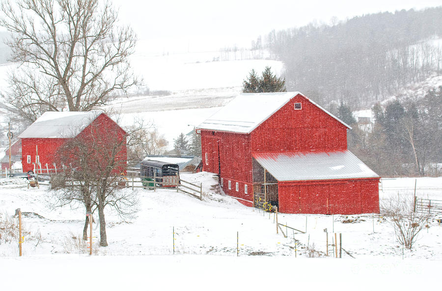 Red Barns In The Snow Photograph