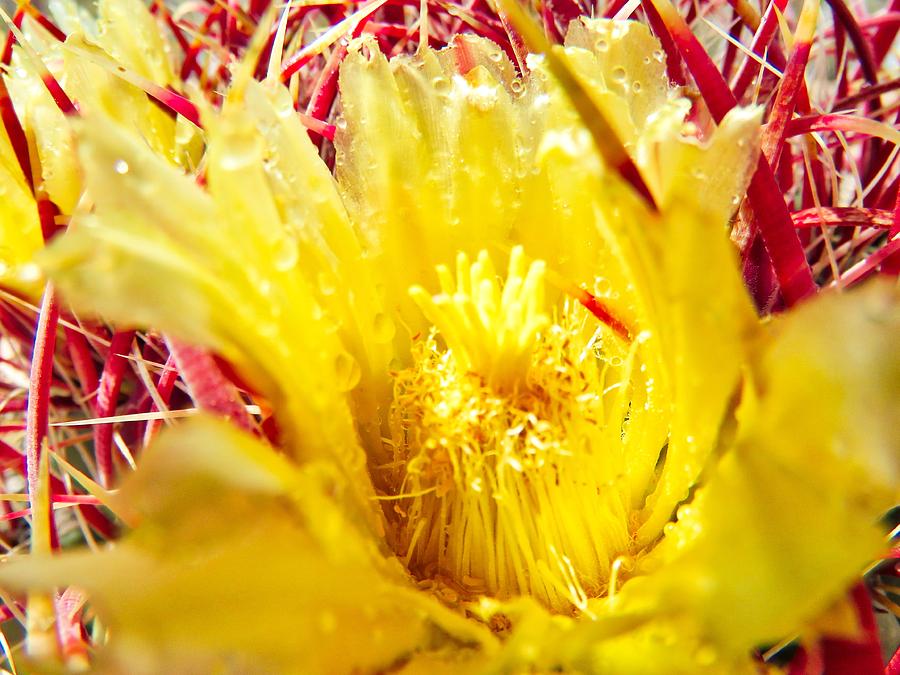 Red Barrel Cactus Bloom 3 Photograph by Judy Kennedy
