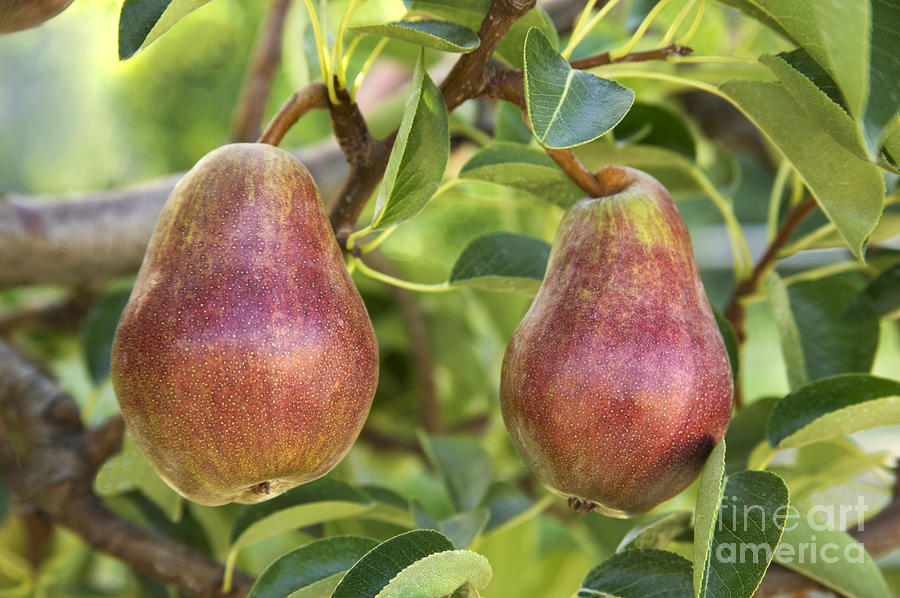 Red Sensation Bartlett Pears