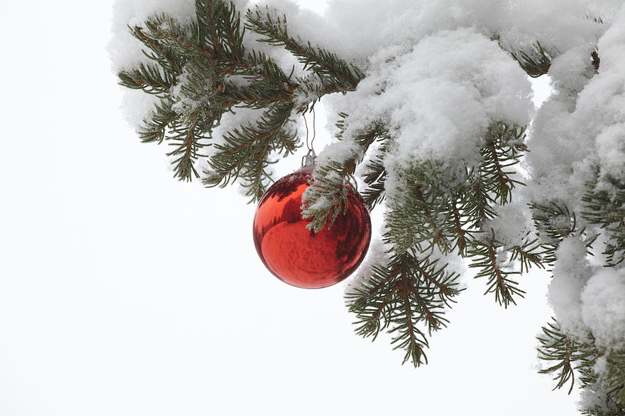 Red bauble hanging in a snowy fir tree Photograph by Ulrich Kunst And Bettina Scheidulin
