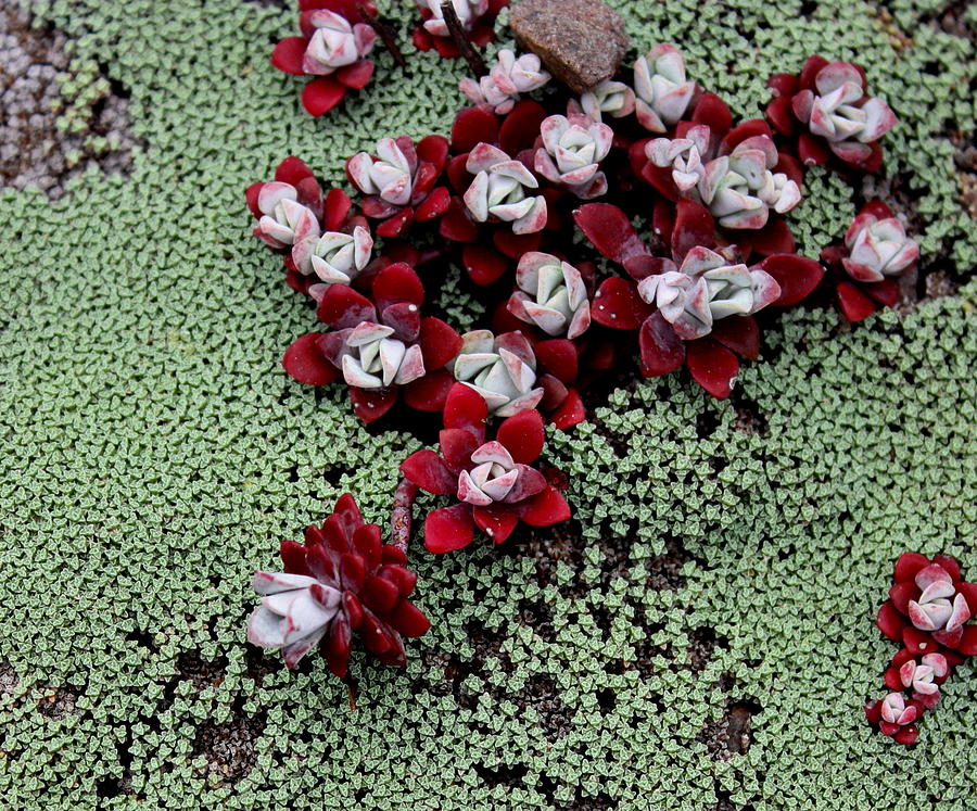 Red Beach Succulents Photograph by Larry Bacon