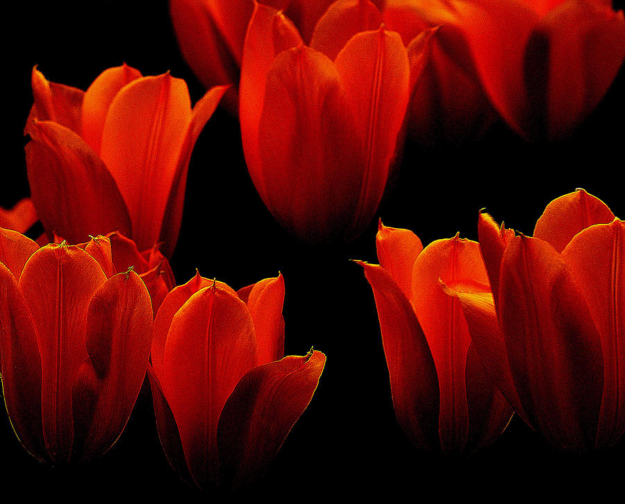 Red Beauties Photograph by Joan Han