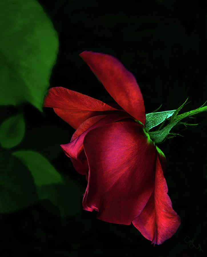 Red beauty Photograph by Camille Lopez