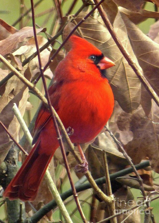 Red Beauty Photograph by Jean Wright