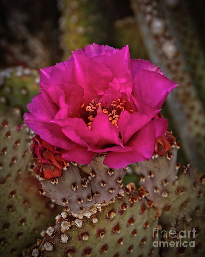 Red Beavertail Cactus Bloom Photograph by Robert Bales