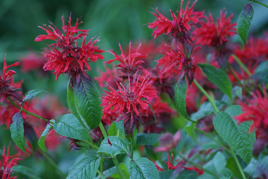 Red Bee Balm Photograph by Ron Read | Fine Art America