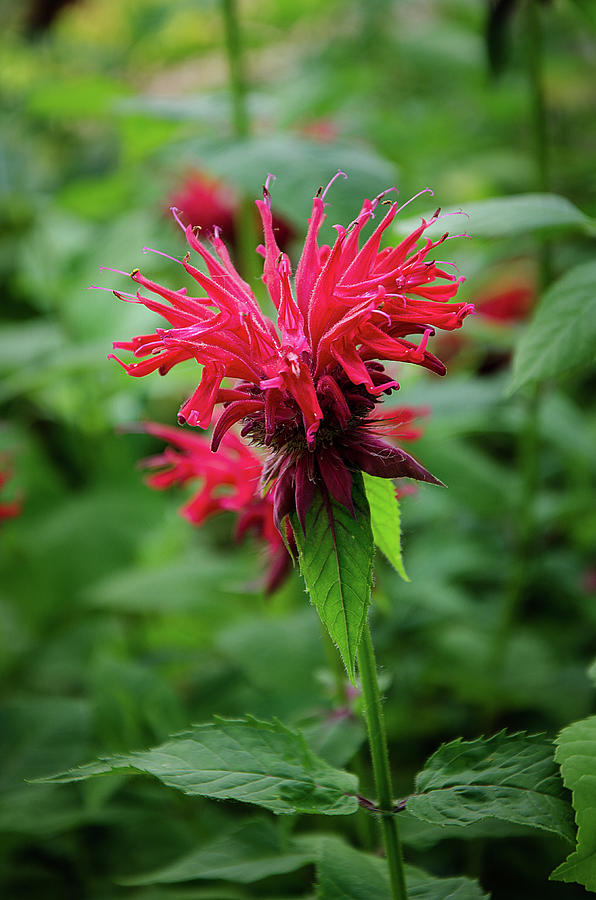 Red Bee Balm Photograph by Susan McMenamin