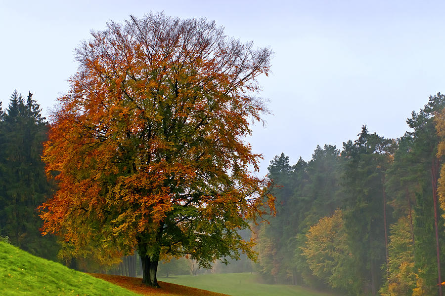 Fall Photograph - Red Beech at Hole 4 by Phobeke Photographie Bernd Keller