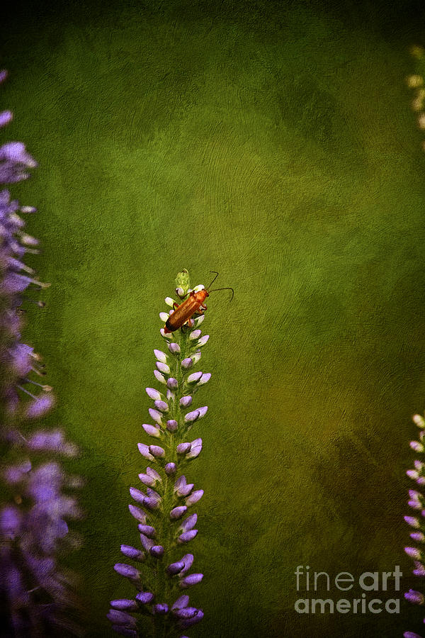 Red Beetle on Purple Blazing Star Photograph by Mary Machare