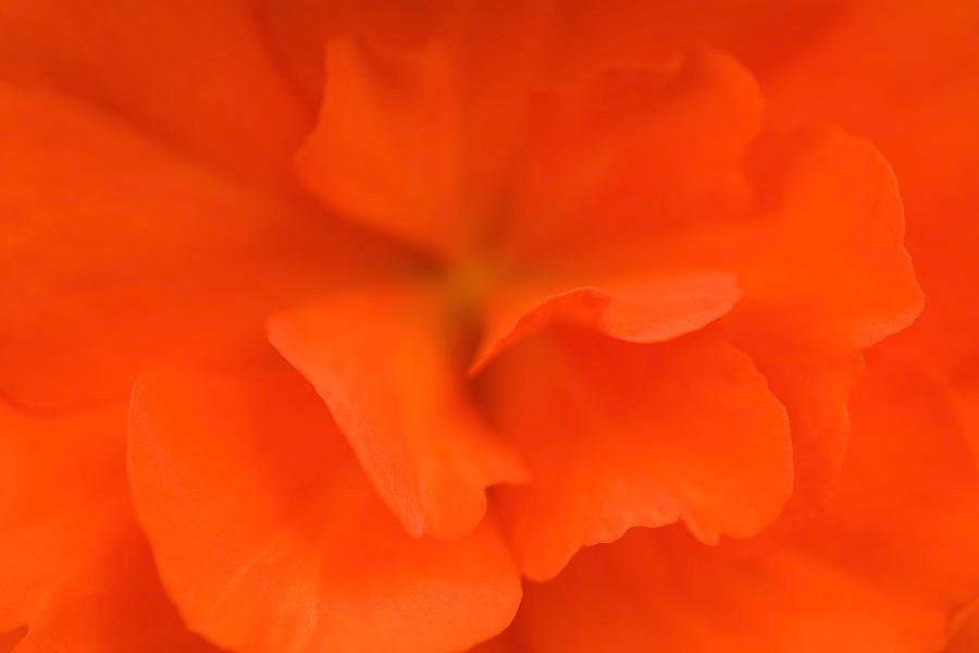 Flower Photograph - Red Begonia by David Chapman