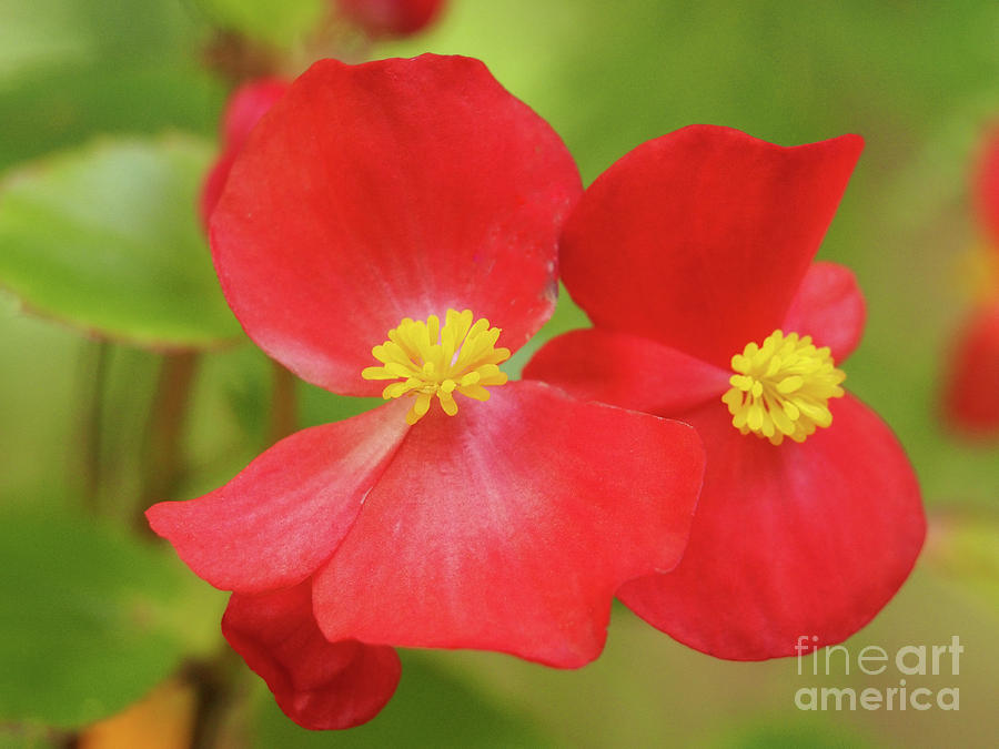 Red Begonias In Autumn Photograph by Dorothy Lee