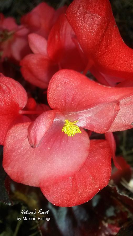 Red Begonias Photograph by Maxine Billings