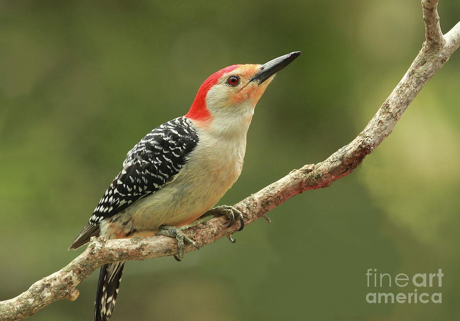 Red-bellied Woodpecker Photograph - Red-bellie In May by Gail Huddle Red-bellied Woodpecker Photograph - Red-bellie In May by Gail Huddle