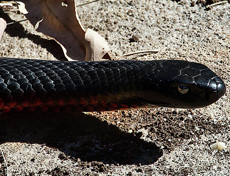 Black Snake Photograph - Red-bellied Black Snake  by Miroslava Jurcik