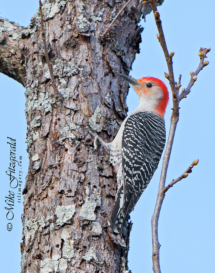 Red-bellied by Mike Fitzgerald Red-bellied by Mike Fitzgerald