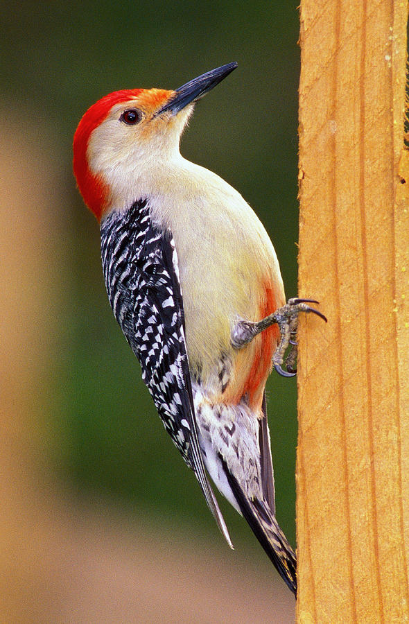 Woodpecker Photograph - Red Bellied on Post by Alan Lenk