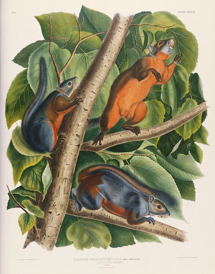 Squirrel Painting - Red Bellied Squirrel  by John James Audubon