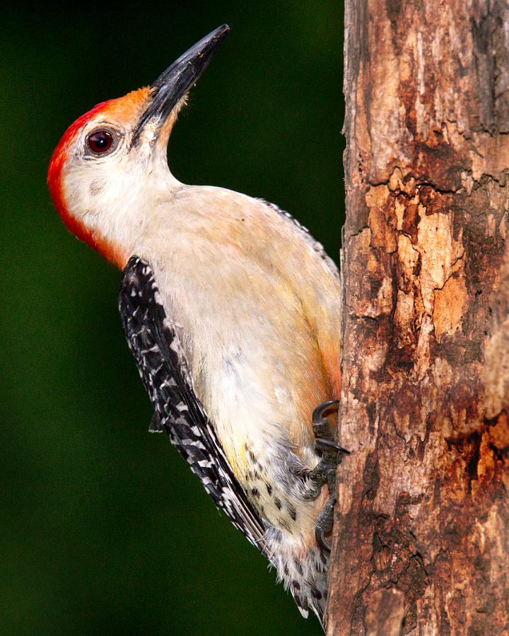 Red Bellied Wood Pecker Photograph