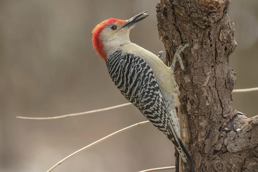 Red Bellied Wood pecker Img 5 Photograph by Bruce Pritchett