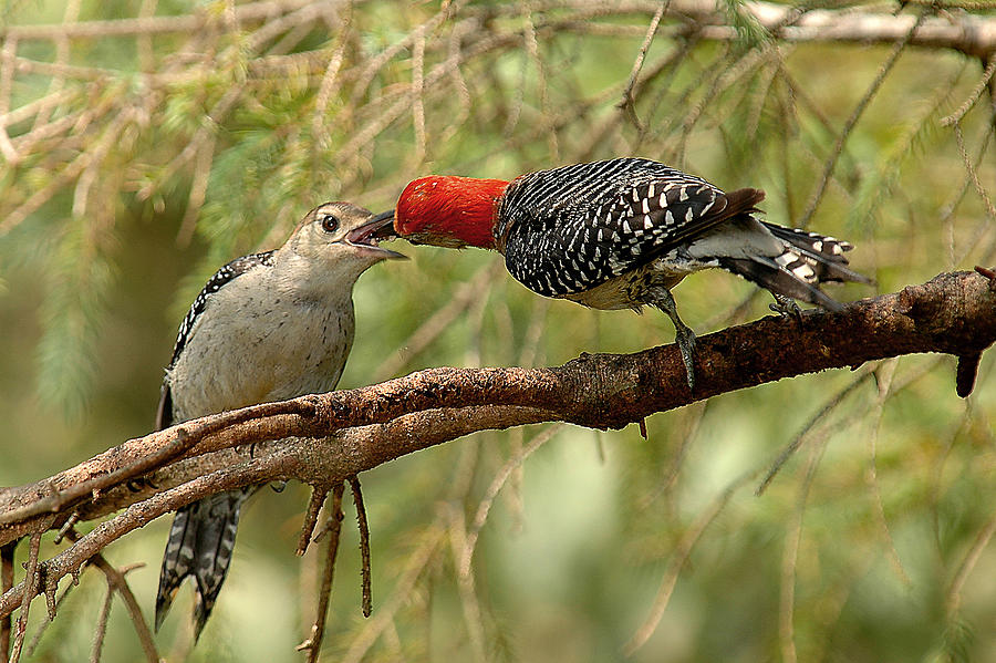 Woodpecker Photograph - Red Bellied Woodpecker feeding young by Alan Lenk