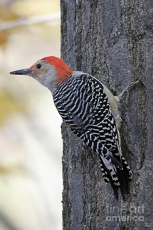 Red Bellied Woodpeck Photograph by Ian Youseman - Pixels