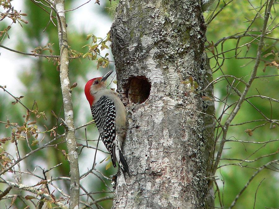 Bird Photograph - Red-bellied Woodpecker 01 by Al Powell Photography USA