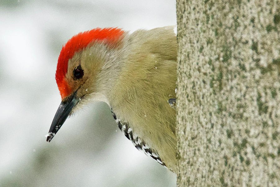Red-bellied Woodpecker 015 Photograph by Michael Peychich