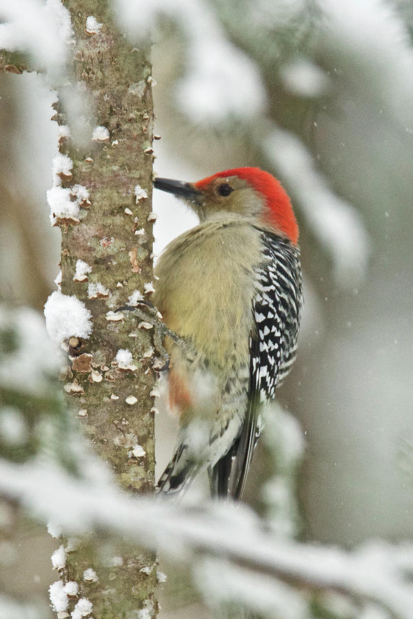Red-bellied Woodpecker 016 Photograph by Michael Peychich