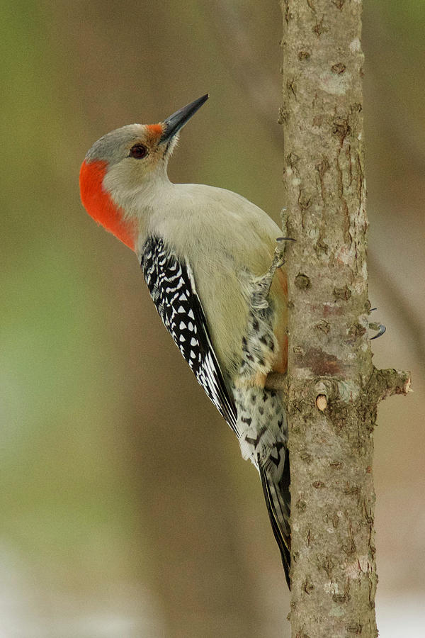 Red-bellied Woodpecker 017 Photograph by Michael Peychich