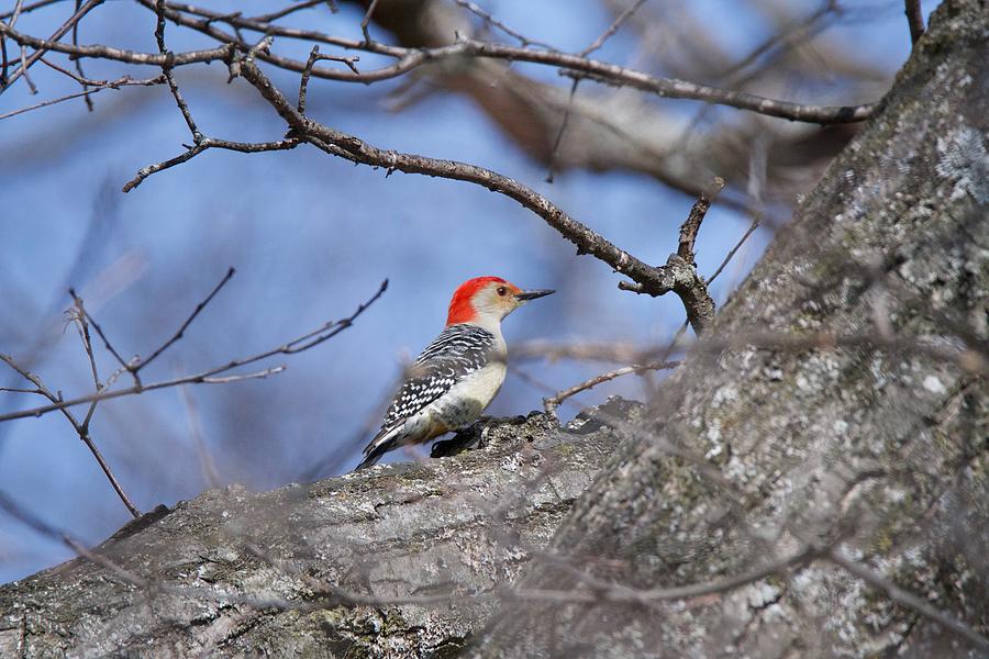 Red-bellied Woodpecker 1134 Photograph by Michael Peychich