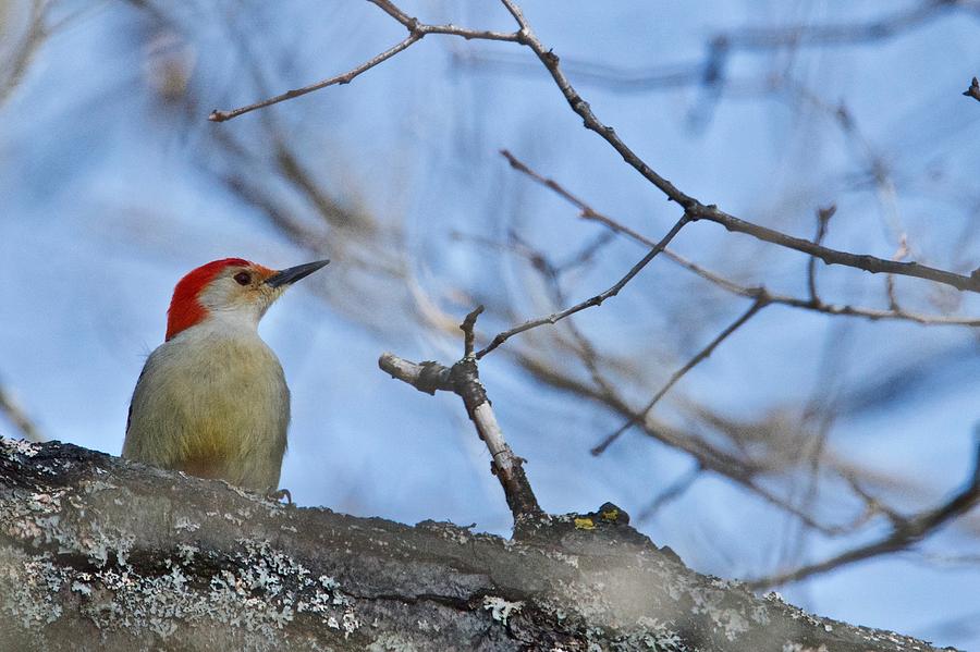 Red-bellied Woodpecker 1137 Photograph by Michael Peychich