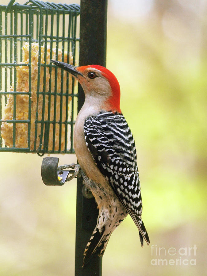 Red Bellied Woodpecker 2 Photograph by Dorothy Lee