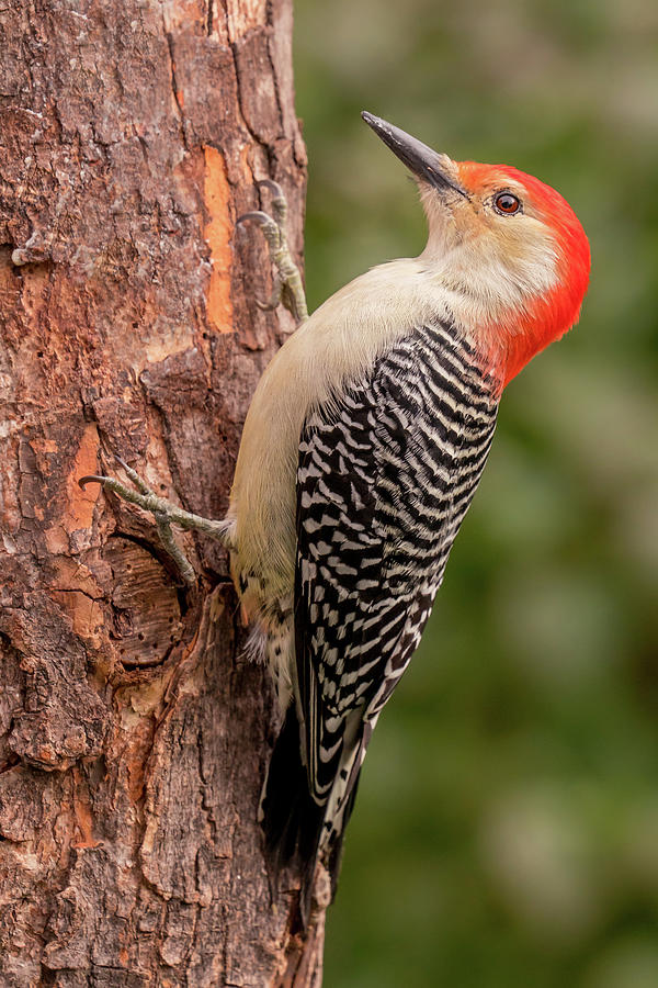 Woodpecker Photograph - Red Bellied woodpecker 3 by Jim Hughes