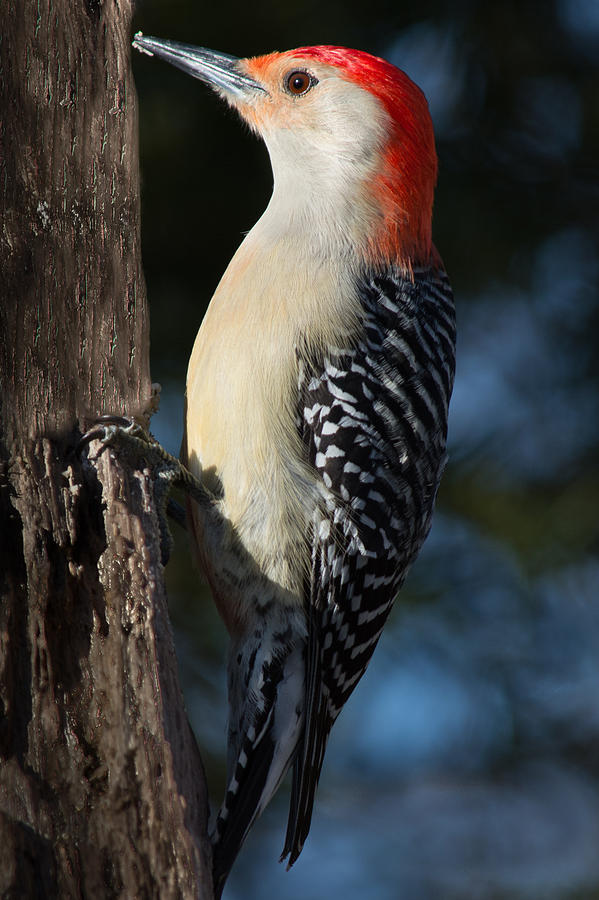 Red-bellied Woodpecker 3 Photograph by Kenneth Cole