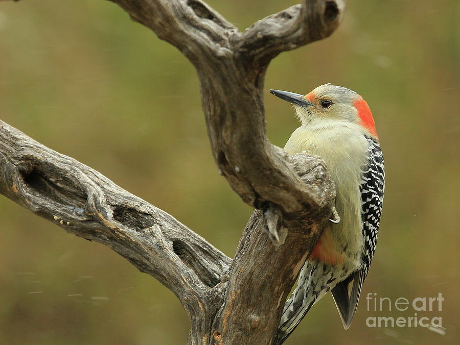 Wildlife Photograph - Red-bellied Woodpecker-4 by Gail Huddle