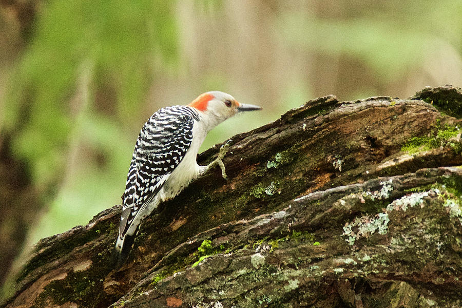 Red-bellied Woodpecker 4235 Photograph by Michael Peychich