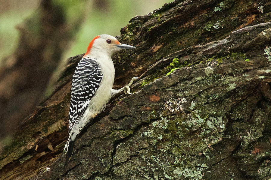 Red-bellied Woodpecker 4245 Photograph by Michael Peychich