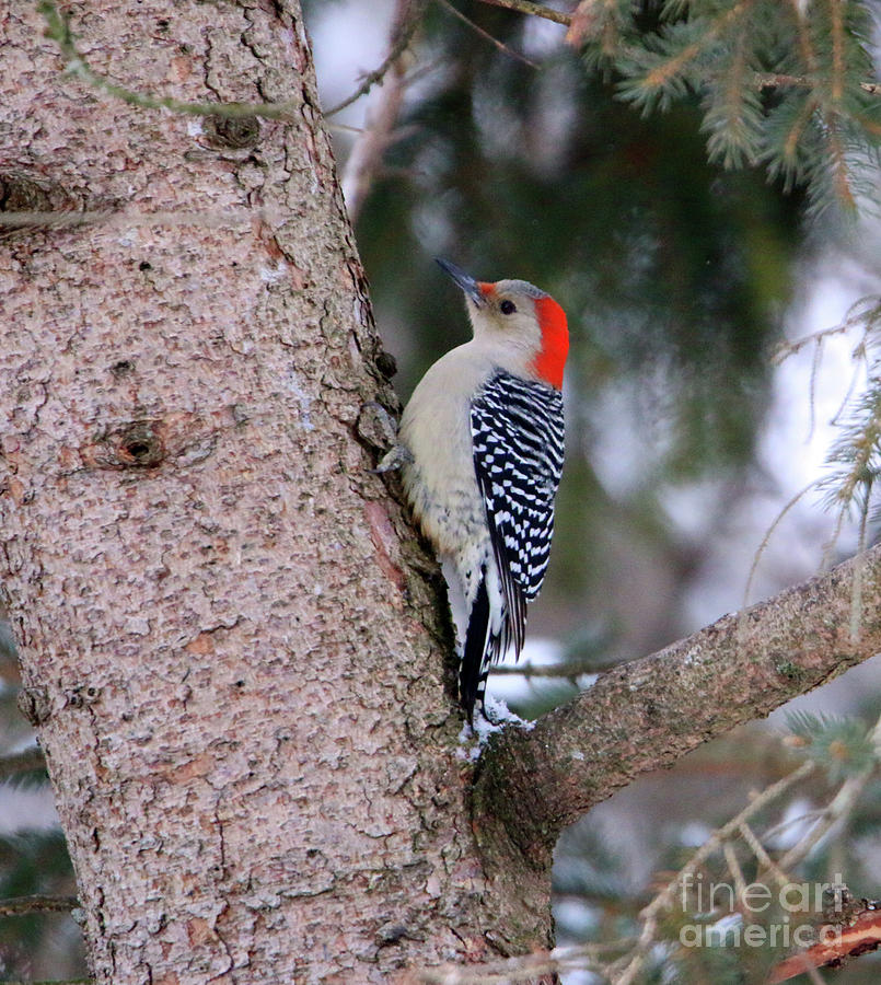 Red Bellied Woodpecker  6255 Photograph by Jack Schultz