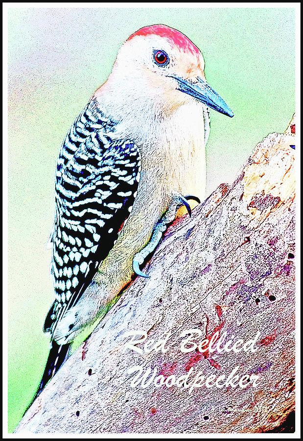 Red-bellied Woodpecker Digital Art by A Macarthur Gurmankin
