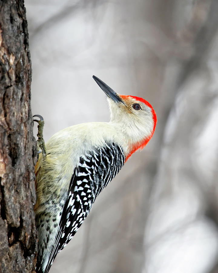 Red-bellied Woodpecker Photograph by Al  Mueller