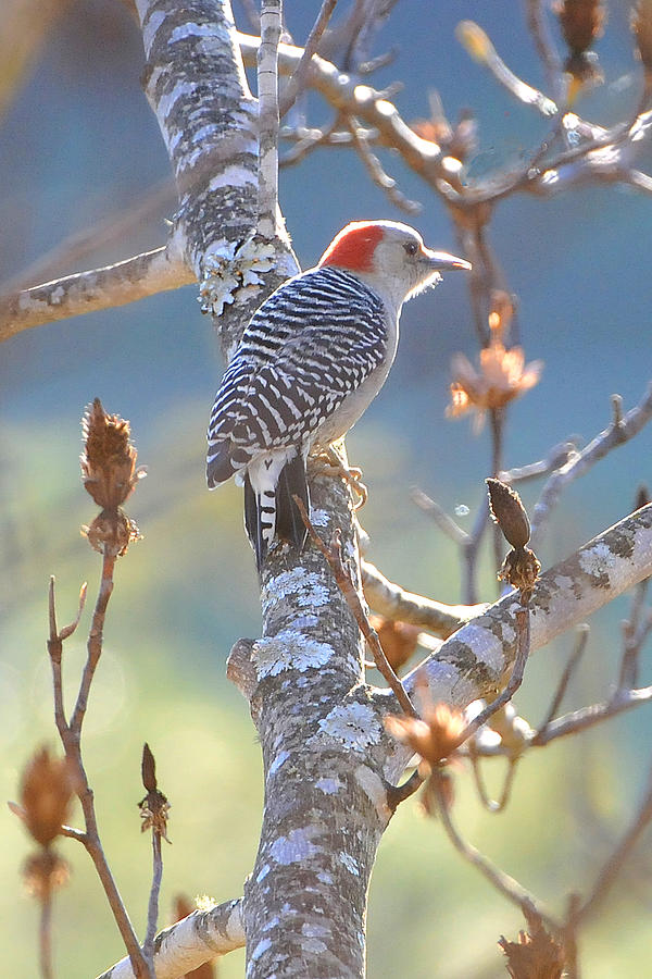 Red Bellied Woodpecker Photograph by Alan Lenk
