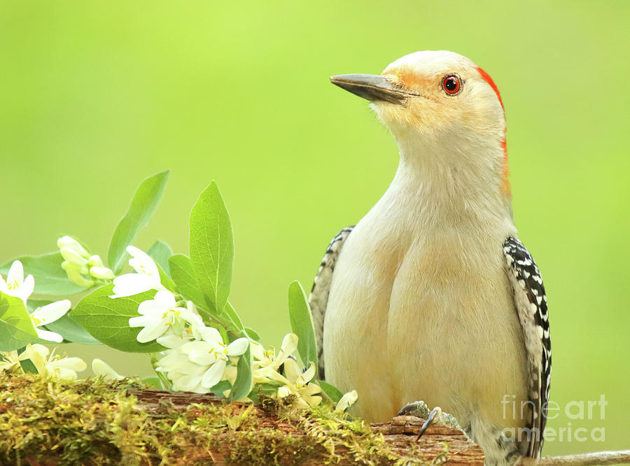 Red-bellied Woodpecker Among Flowers Photograph by Max Allen